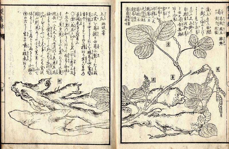 Woodblock image of kudzu plant and root system, with notes in Japanese.