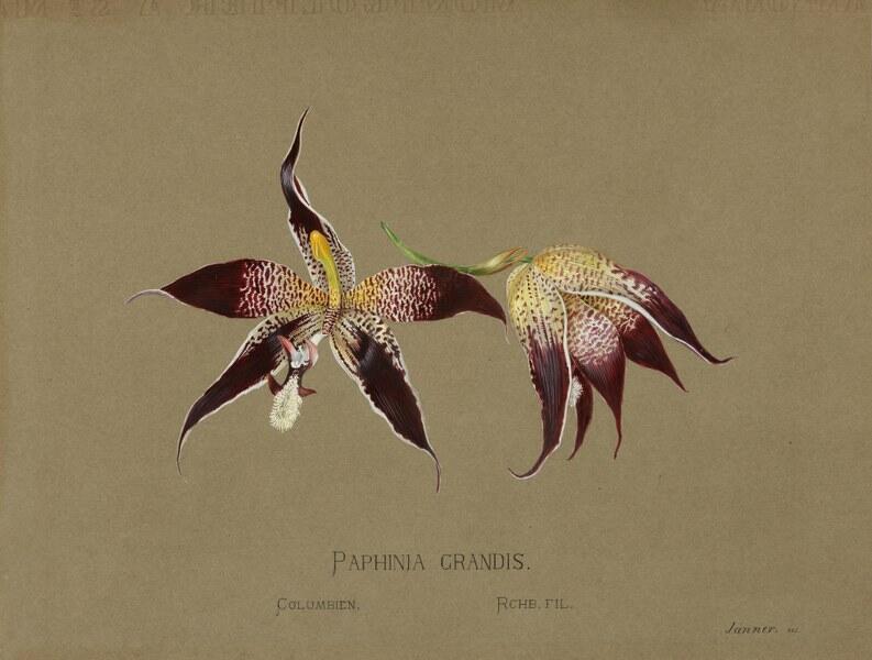 Gouache painting of a purple and yellow orchid, labeled "Paphinia Grandis."