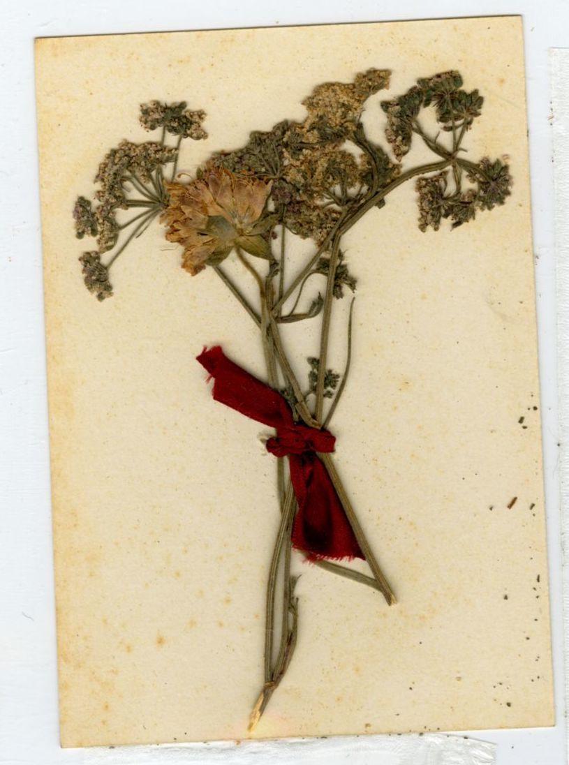 Small bouquet of dried yellow flowers tied with ragged red ribbon